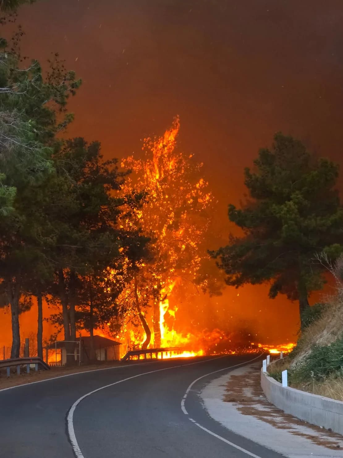 Forest engulfed in flames during the 2025 Malia Wildfire in Limassol