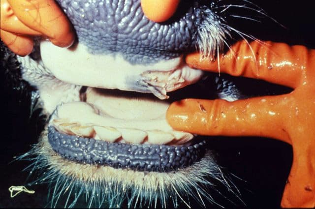 Ruptured oral vesicle showing foot-and-mouth disease symptoms in cow